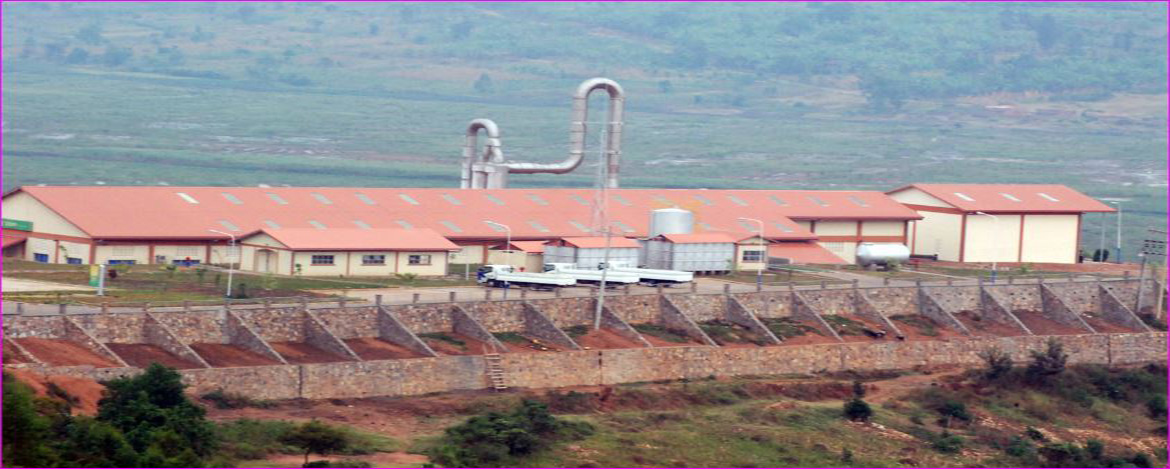 Kinazi Cassava milling factory has the capacity to process 120 metric tons of raw cassava per day