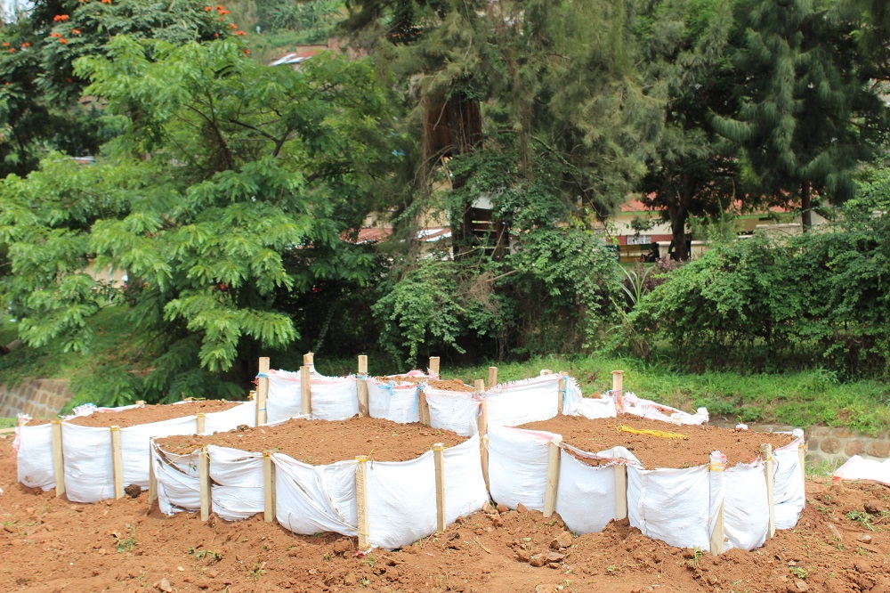 One of three kitchen gardens  built at Groupe Scolaire Kimisagara on 4th December 2021. 