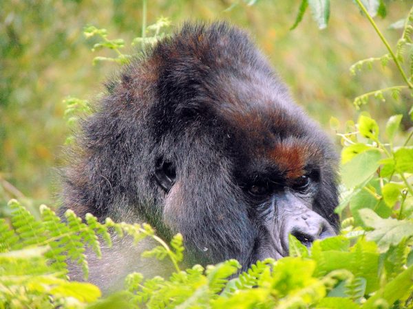 Silverback Vuba now leads the group