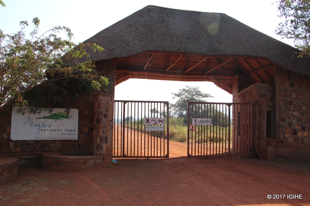 The Akagera National Park management has announced that the number of lions in its wild has tripled