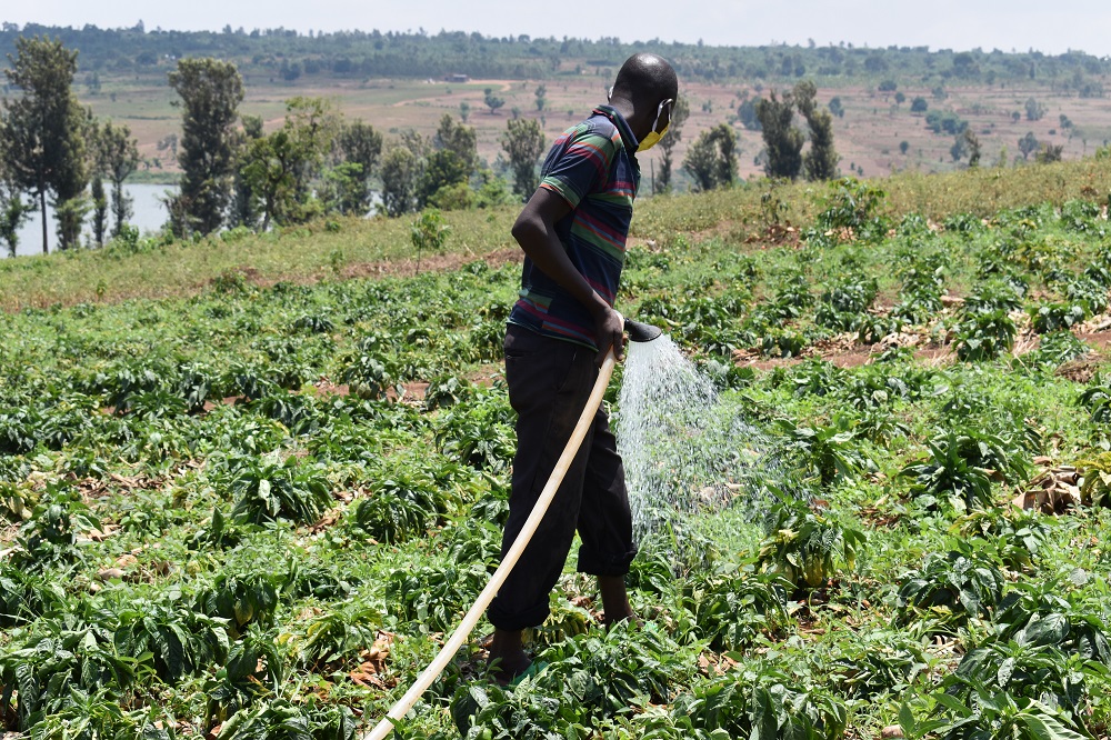 Watering was difficult at first but now they have been provided with DCF technology to make it easier