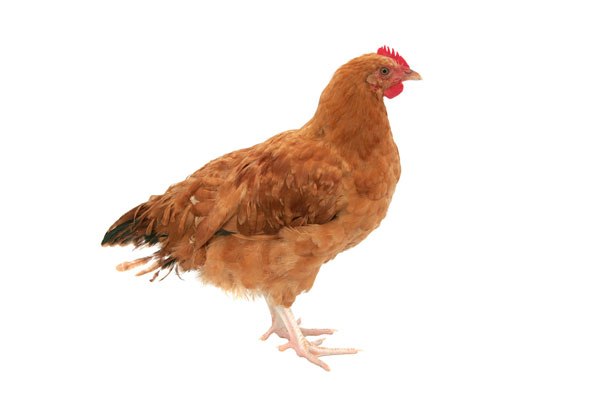 Tests carried out in three villages in western Ethiopia showed that families that slept beneath a chicken in a cage overnight were mosquito-free in the morning, while homes without indoor poultry were not.