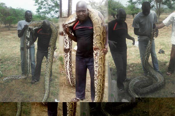 Policemen guarding president Museveni’s farm in Kisozi, Gomba District on Wednesday shot and killed a python. Courtesy photos