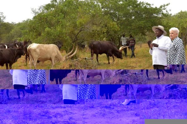 President Yoweri Museveni hosting US Ambassador to Uganda Deborah Malac at his farm in Rwakitura recently.