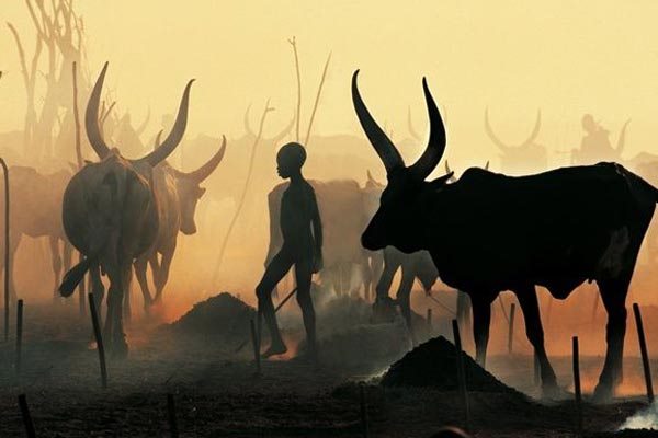 An estimated 1,000 Toposa pastoralists from South Sudan have crossed into Kaabong District, in Karamoja sub-region in search of water and pasture