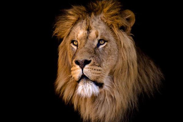 An elderly man was clawed by a lion as it wandered on Mombasa road on March 18, 2016.