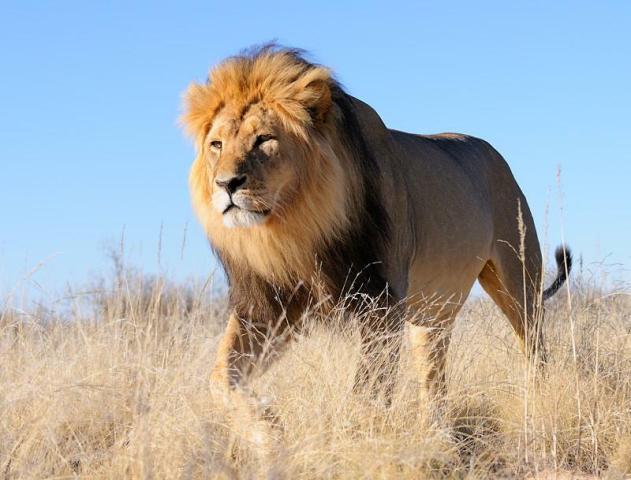 Rwanda will receive 7 Lions from South Africa