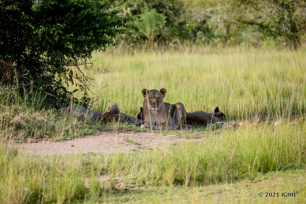 Lions in Akagera National Park.