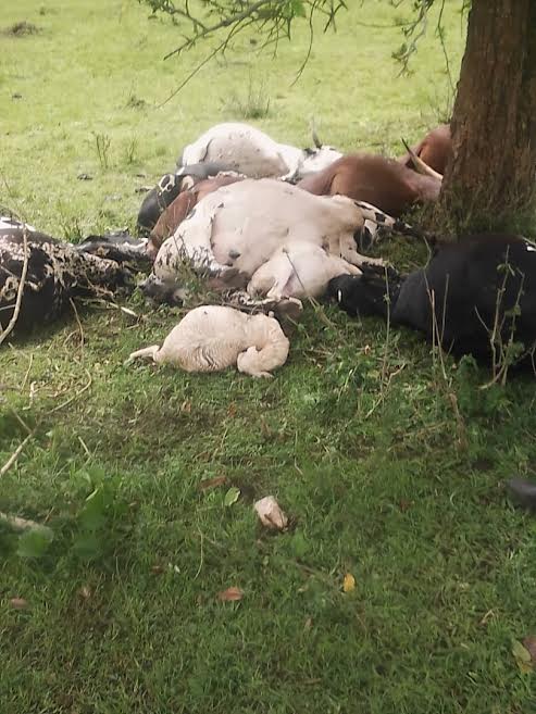 Lightning has struck dead twelve cows and two sheep in Nyagatare district. 