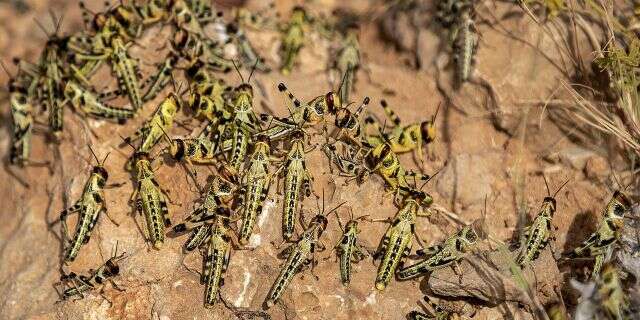 The Ministry of Agriculture and Animal Resources (MINAGRI) has announced that no locust swarms’ invasion has been reported yet in Rwanda