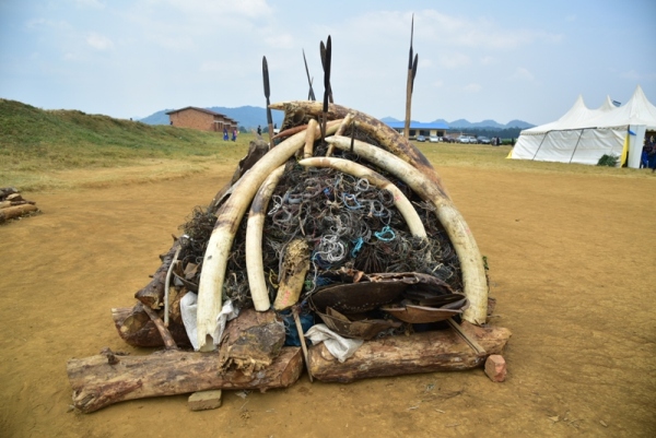The management of Nyungwe National Park has burnt eight tons of hunting materials seized from poachers in the park along with 150 kilograms of elephants’ tusks worth over Rwf 238 million.