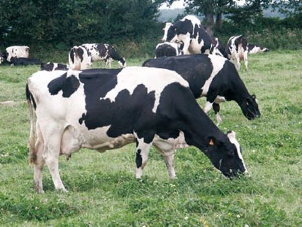 Some of cows donated in Girinka program