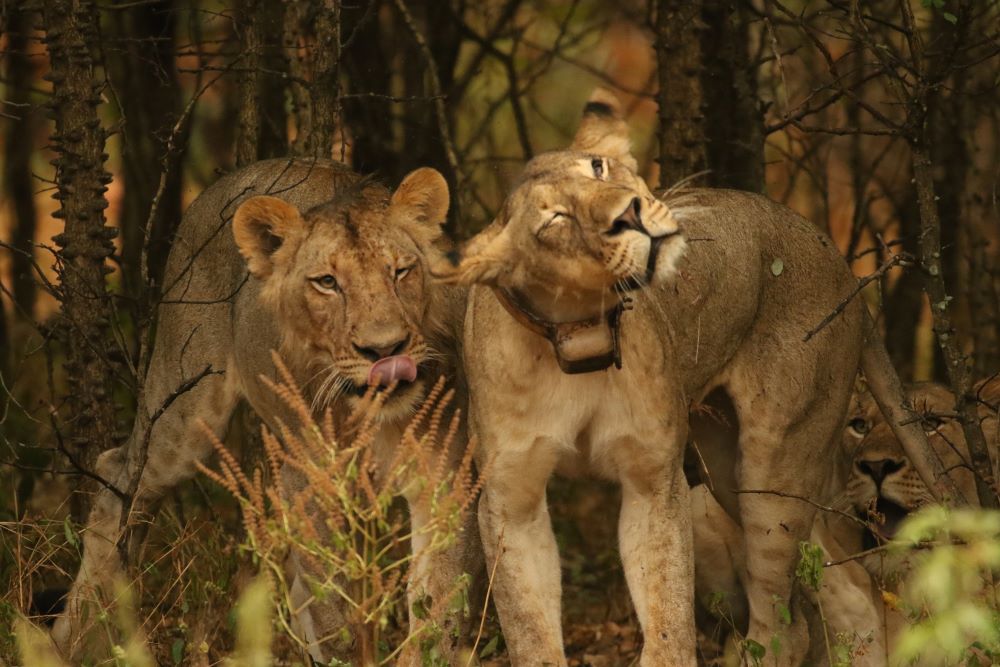 Malawi has administered contraceptives to lions to curb growing population.