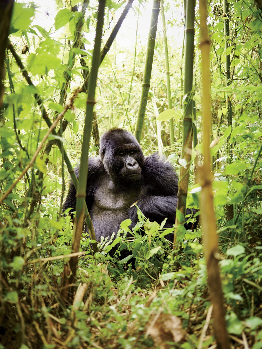 A silverback in a bamboo grove. To relax the gorillas, guides use what Fossey called "belch vocalizations."