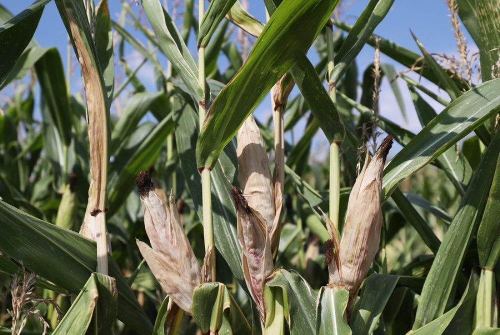 A dried corn field is seen as a severe drought hits France, in Puiseux-Pontoise, about 30 km northwest of Paris, France, Aug. 18, 2022. (Xinhua/Gao Jing)