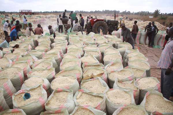 Workers shell maize at a farm in Kabobo village, Uasin Gishu County, on December 31, 2016. As the NCPB stuck to the price of Sh3,000 for a 90kg bag, traders raised the cost to Sh3,600 and exported the maize.