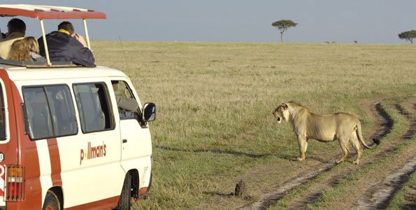 Tourists enjoy a game drive in the Maasai Mara National Reserve.