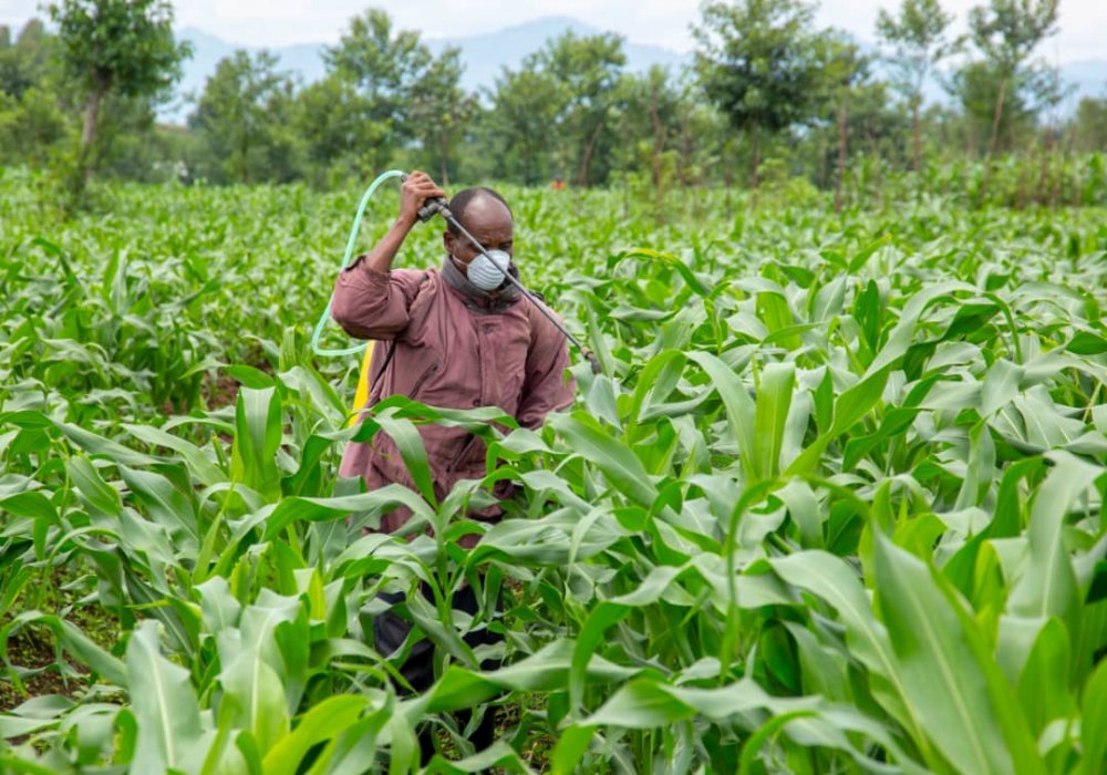 Fertilizer suppliers are requested to wear protective masks and gloves while serving customers and keep a meter distance between each other.