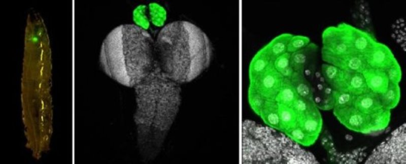 Image of a maggot (left); the steroid producing cells with the maggot brain (middle); and an expanded image of the steroid producing cells (right). Note large nuclei (dense white area) of steroid producing cells, which are labeled with a green fluorescent marker.