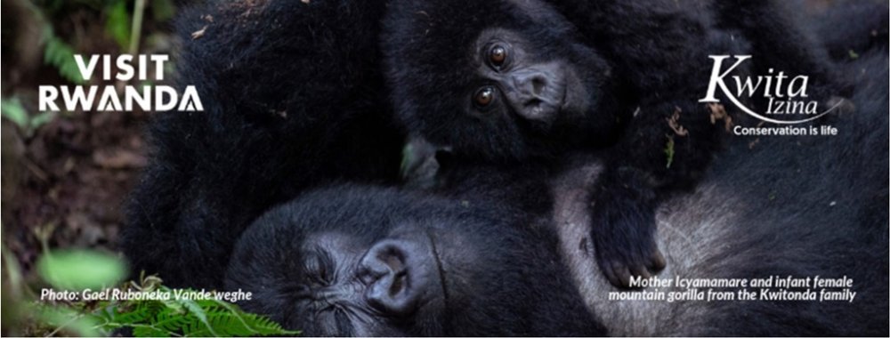The baby gorilla to be named through this exciting conservation campaign is an adventurous female infant from the Kwitonda family