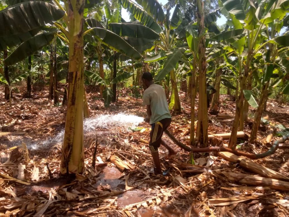 Irrigation has helped Niyonteze to cater for all household needs. 