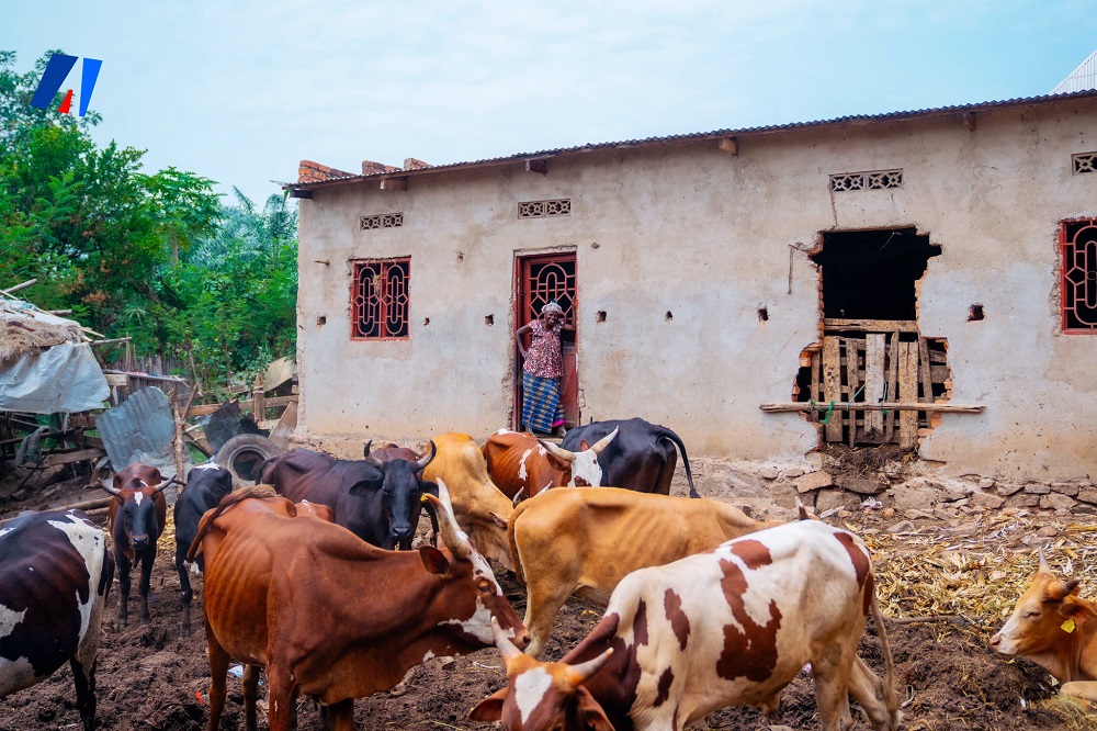 Mukagahutu resides in Rumonge Commune, Burunga Province, in northeastern Burundi, where she has long combined cattle rearing with farming.