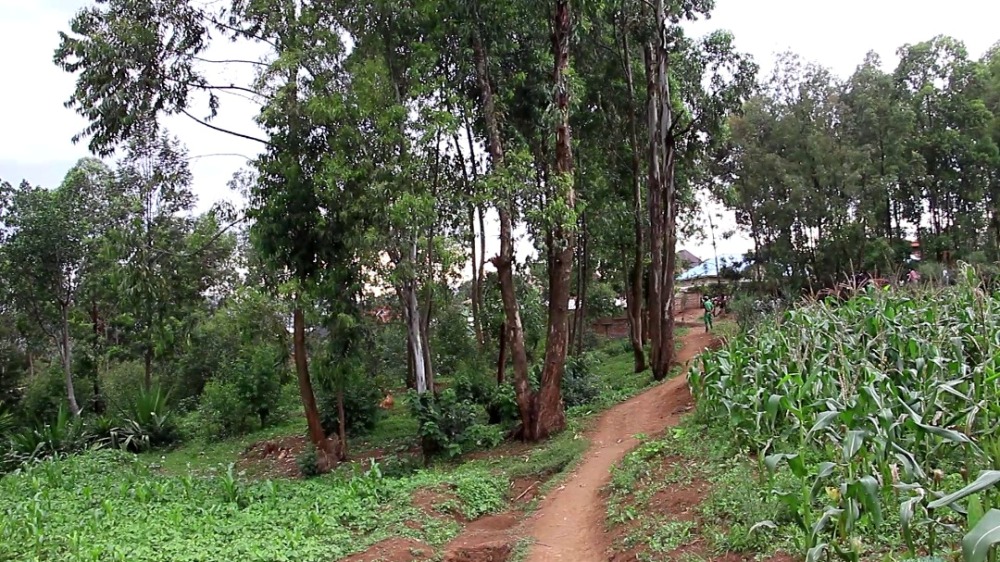 The woodlot where Uwitonze's body was found. 
