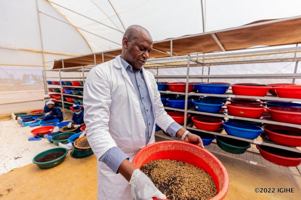 Musabyimana breeds flies in Bugesera District.  