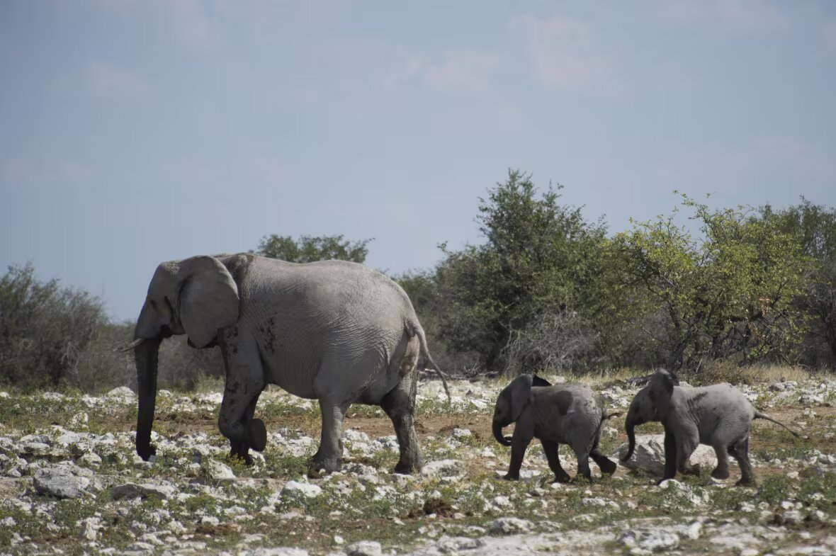 Among the animals to be killed are 83 elephants, 30 hippos, 60 buffalos, 50 impalas, 100 blue wildebeests, 300 zebras and 100 elands, the second-largest species of antelope.