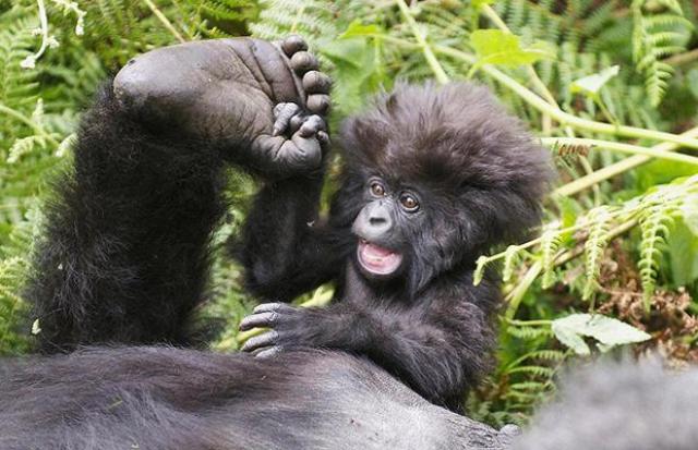 Many people come in Rwanda to see this beauty of the nature