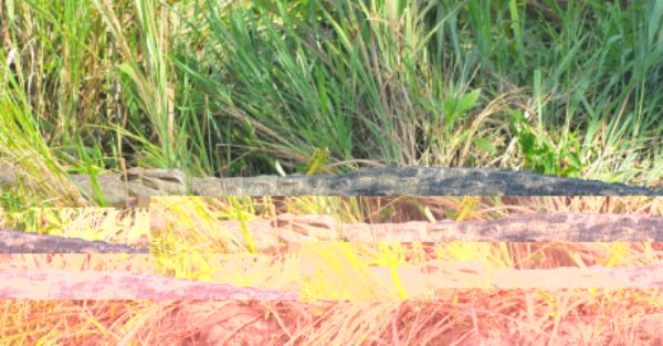 The man-eating reptiles have killed several people in recent times.