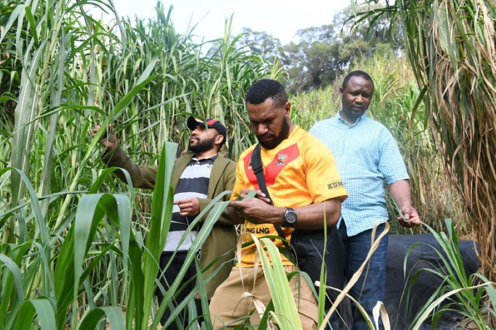 Students from Rwanda and Papua New Guinea check the growth of Juncao at Fujian Agriculture and Forestry University in Fuzhou, southeast China's Fujian Province, March 28, 2024. (Xinhua/Lin Shanchuan)