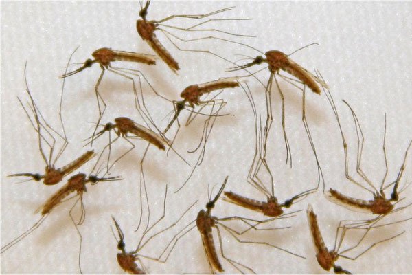 UN officials and medical sources say Burundi's stock of anti-malaria medication is nearly empty.