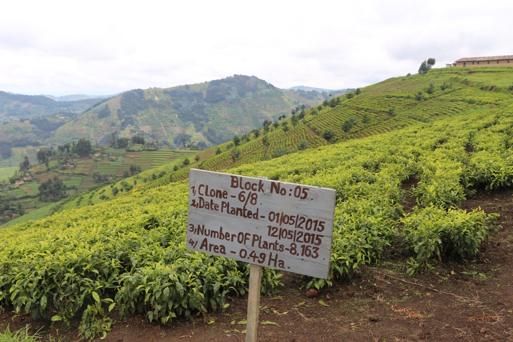 New Nyabihu tea plantations have started yielding production but expected be at their full production in the next three years