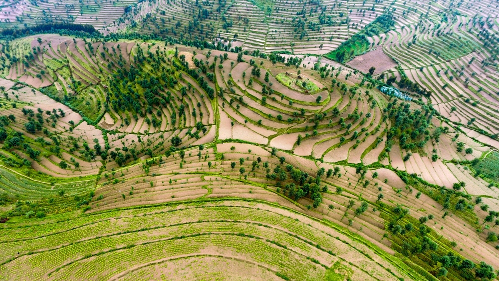 New tea plantation that belongs to Nyabihu Tea Estate in Nyabihu District