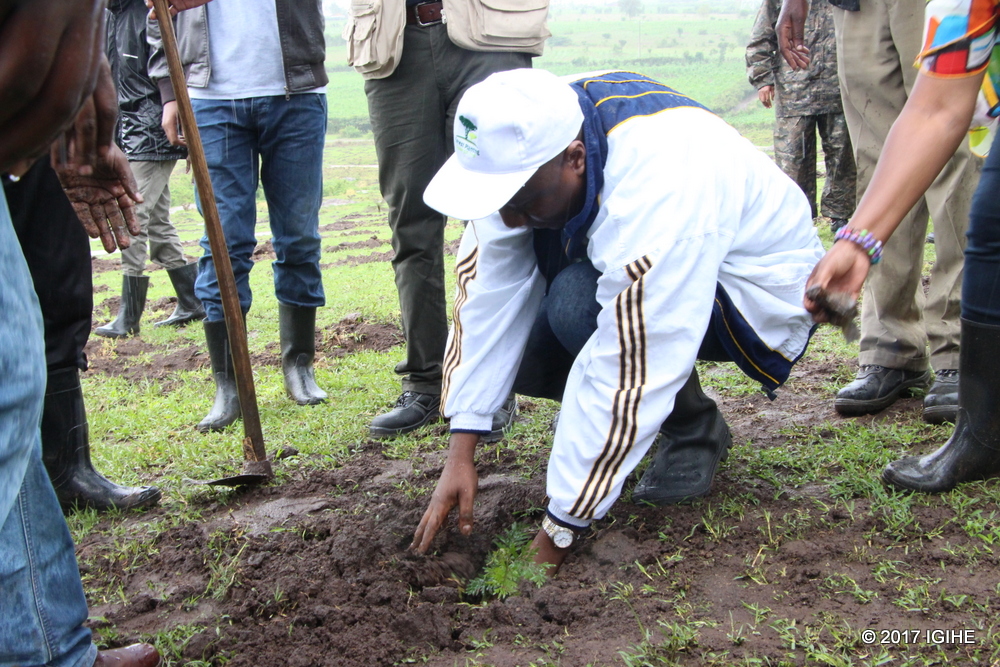 Prime Minister, Dr. Edouard Ngirente plants a tree.