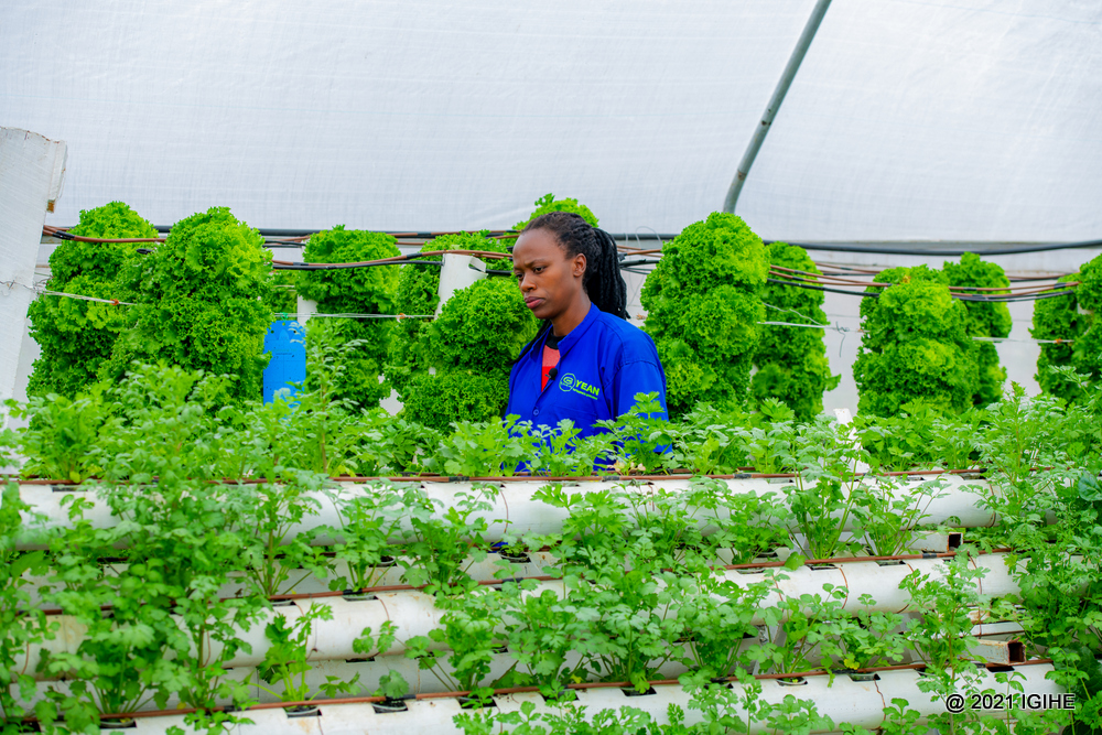 Cecile Niyireba, an agronomist at YEAN, has said that working with the institution has improved her skills in advanced practices of soilless farming shared with other farmers.  
