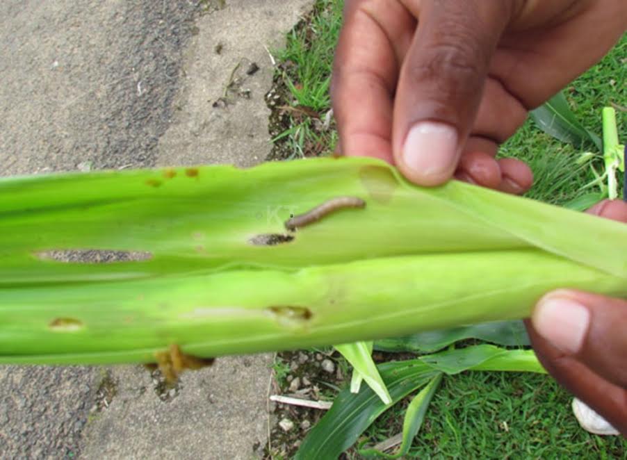 The armyworm destroys inner parts of maize corn and leaves.