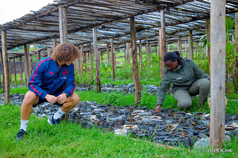 David  planted an indigenous tree as part of efforts to reforest areas surrounding Volcanoes National Park