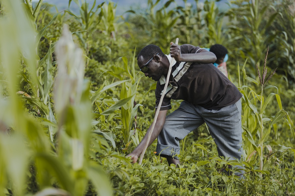 Agricultural activities help Ndagijimana to feed his family. 
