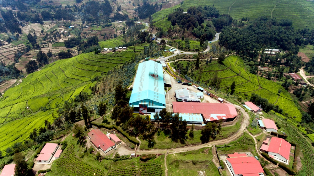 Nyabihu tea factory has been upgraded to producgion capacity of 80 tonnes of tea leaves daily, reflecting threefold the capacity of 2006