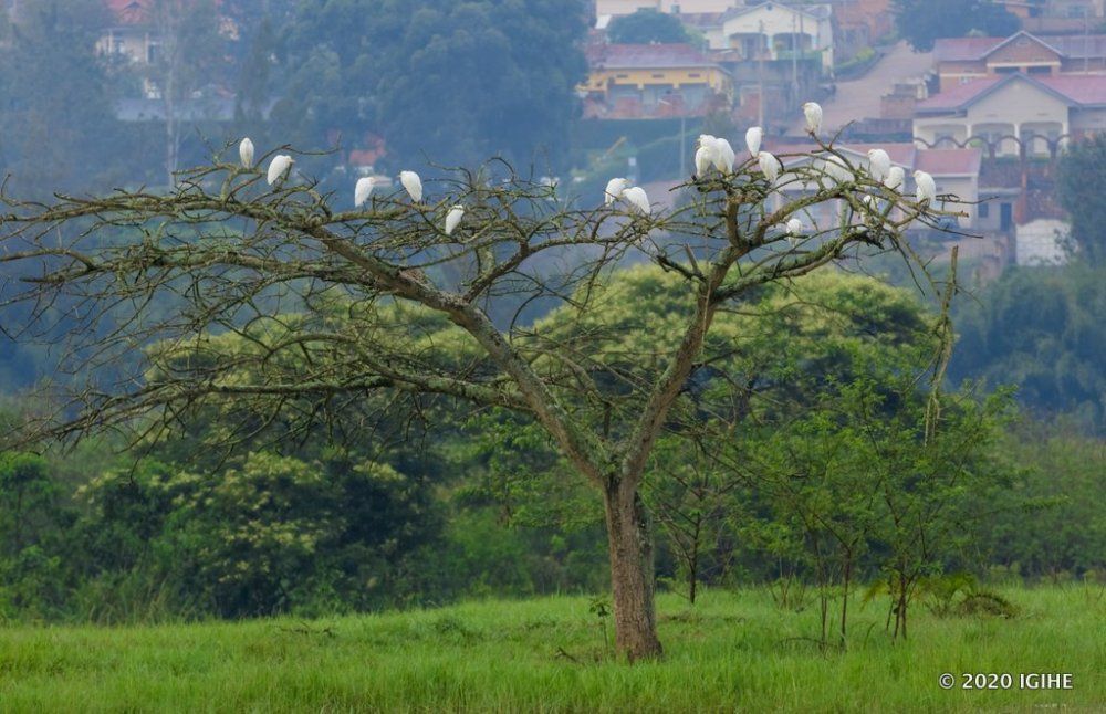 Nyandungu Eco-Tourism Park is a recreational space and wildlife habitat in the City of Kigali. It is home to different bird species.