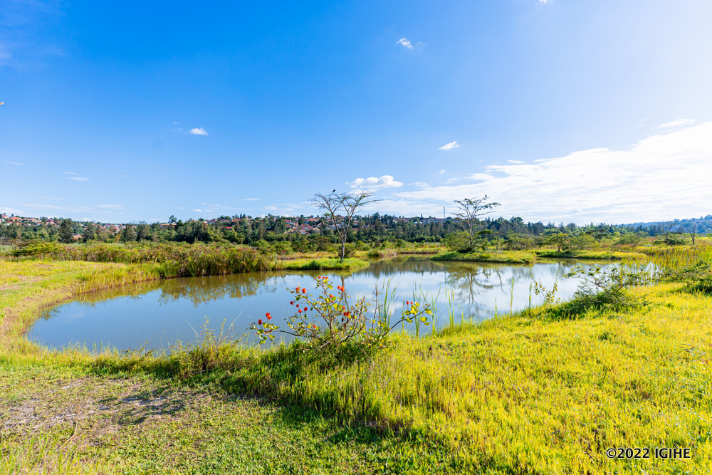 Nyandungu Park was officially opened in July 2022 after six years of wetland restoration.