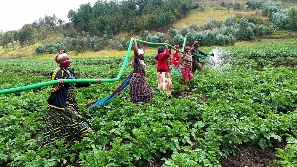 Farmers grouped in Duhingire Isoko Ruheru Cooperative in Ruheru Sector of Nyaruguru District watering irish potatoes using engine powered water pump. Photo by Théophile Niyitegeka