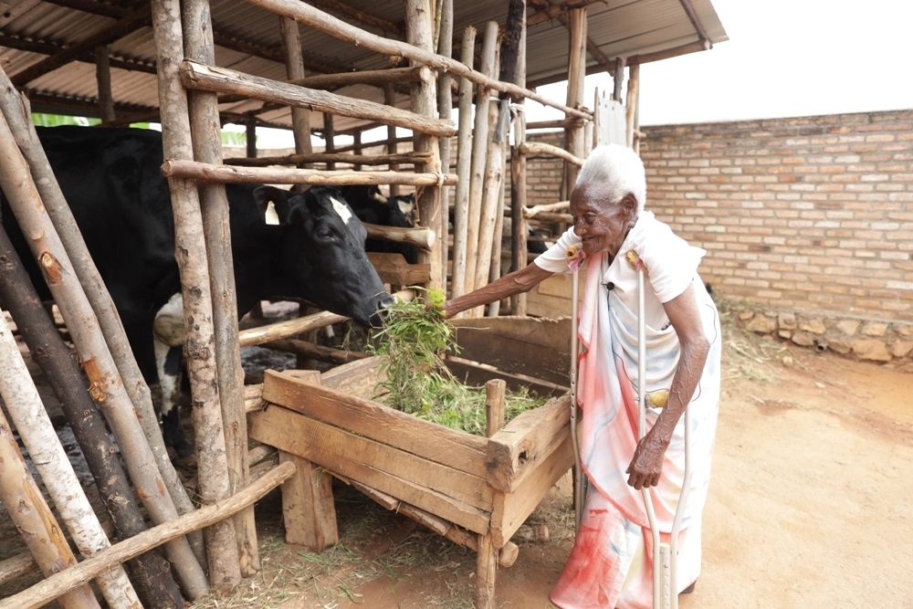 Nyiramandwa feeding a cow received from President Kagame. 