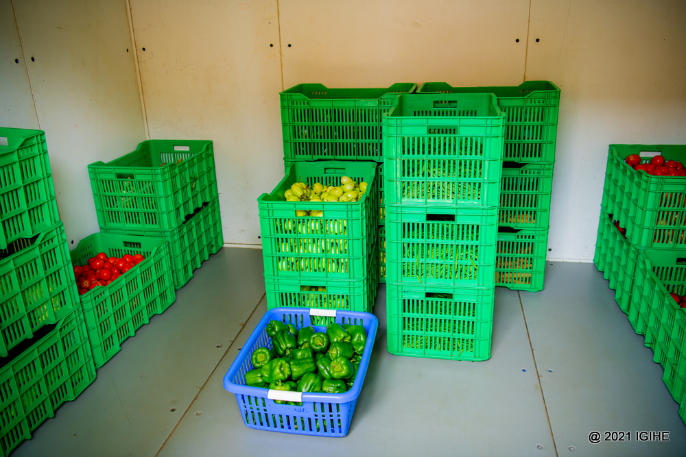 Vegetables grown through soilless farming in a cold room.  