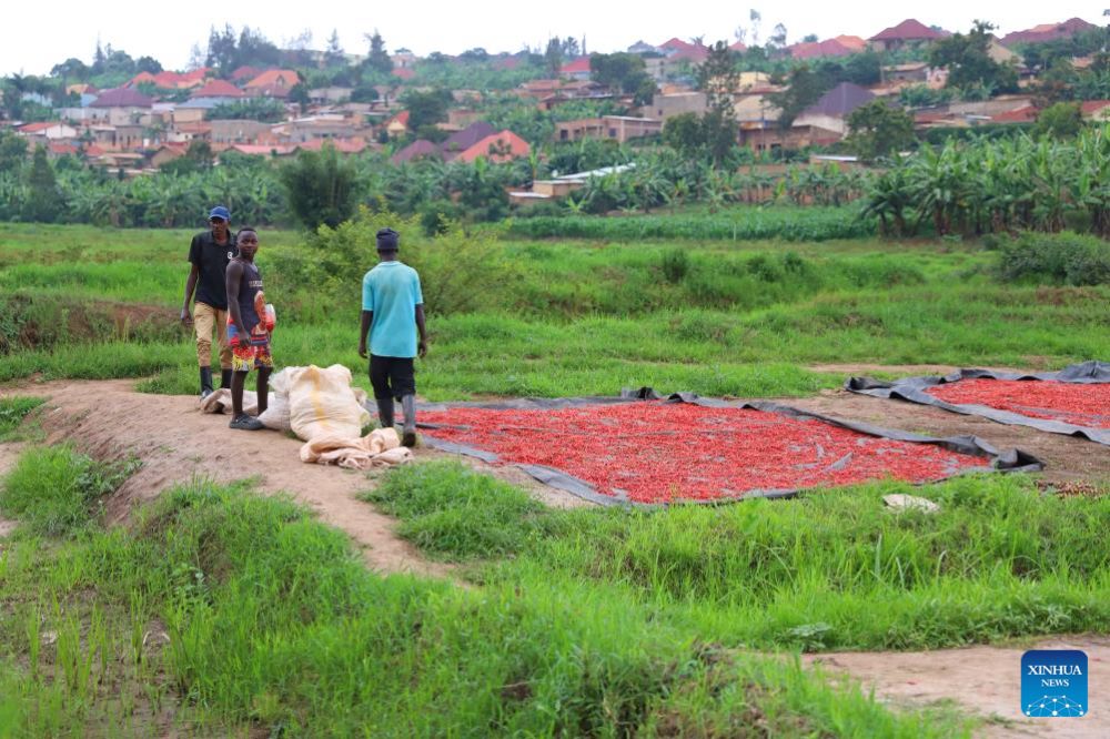 Farmers dry chili peppers in Kigali, Rwanda, Dec. 4, 2024. (Xinhua/Ji Li)