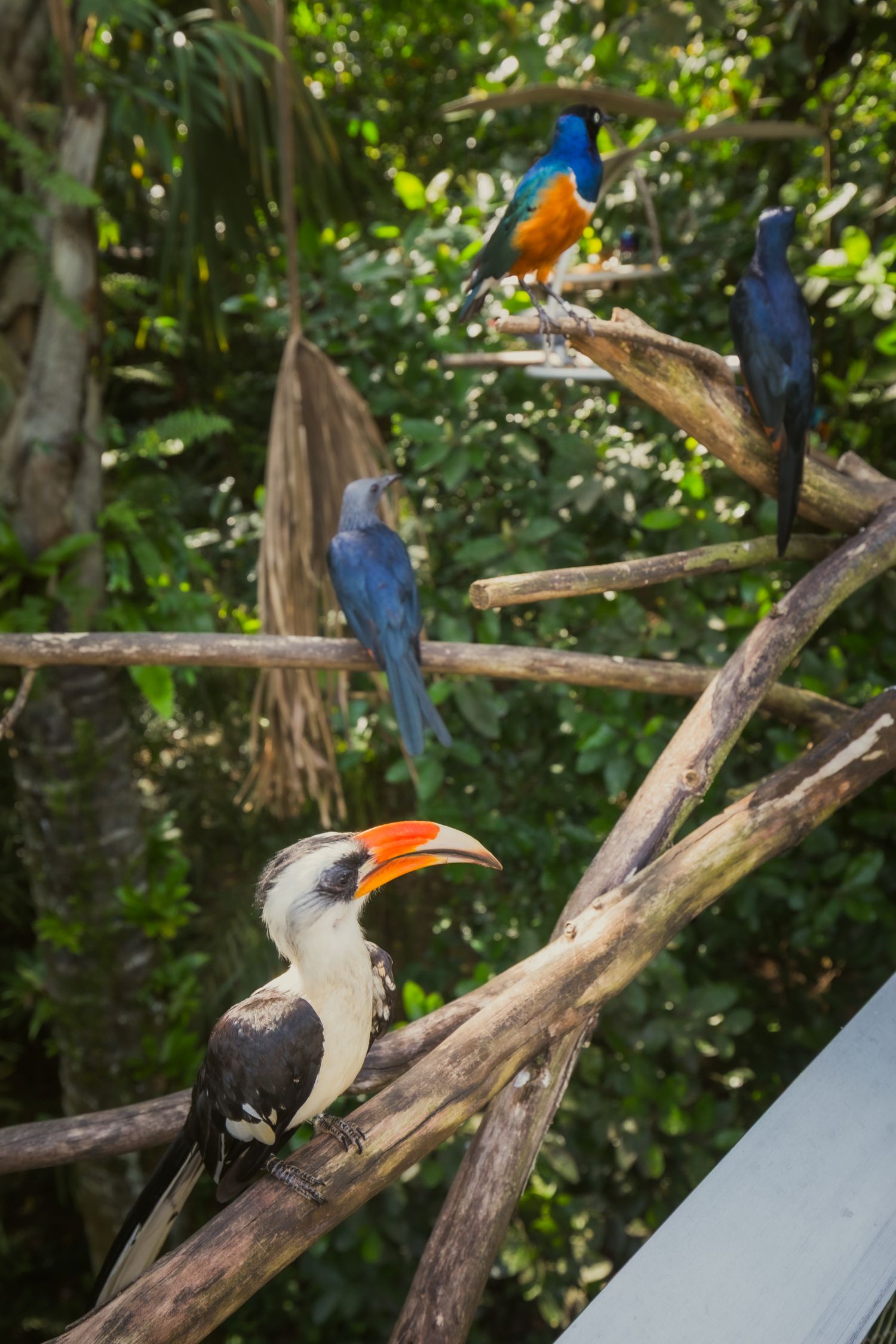 The aviary hosts a range of African bird species, including turacos, hornbills, and starlings.