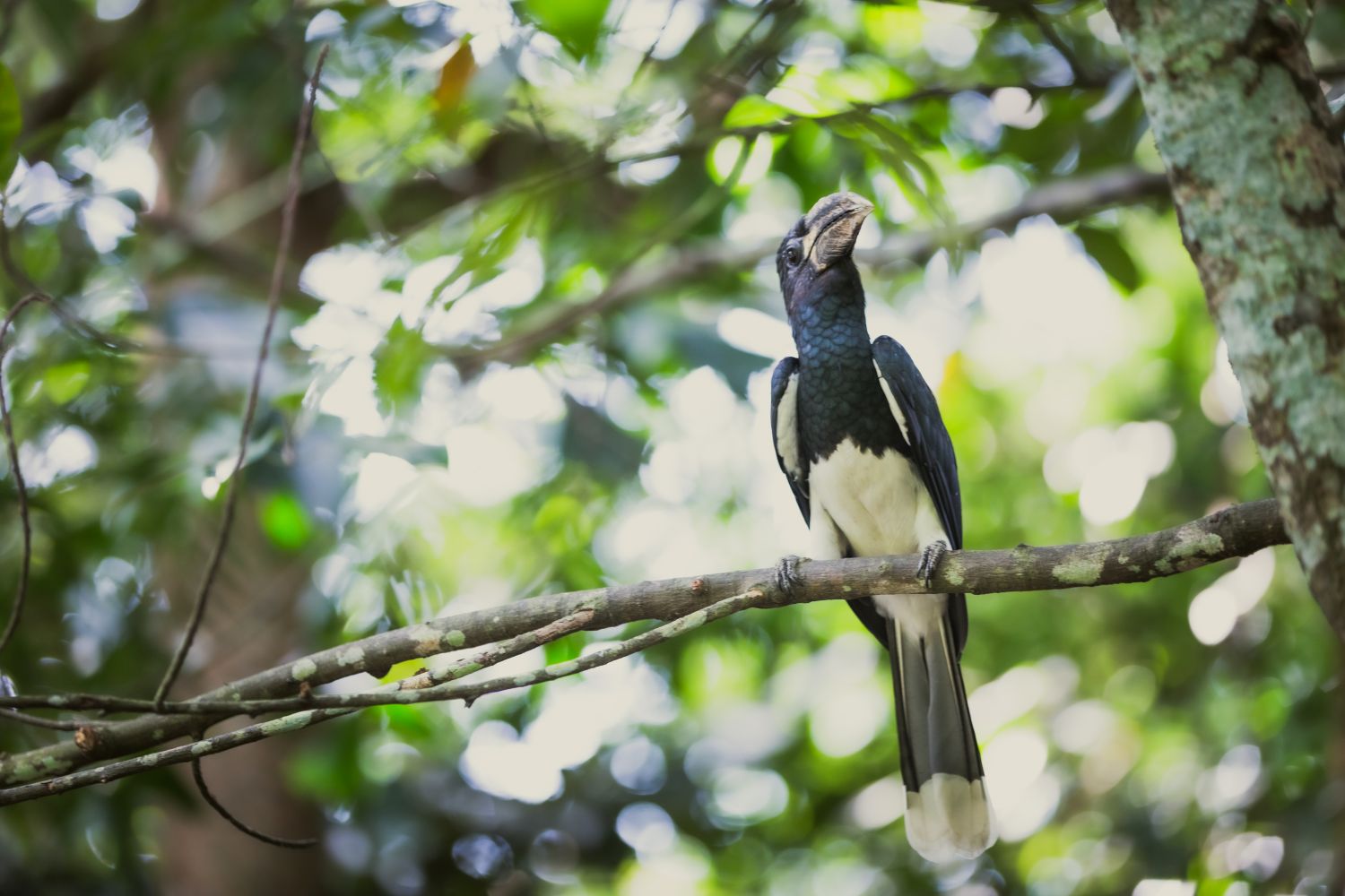 Covering 1.55 hectares and home to over 800 birds, the aviary is designed to mirror the lush, mountainous terrain of Nyungwe.