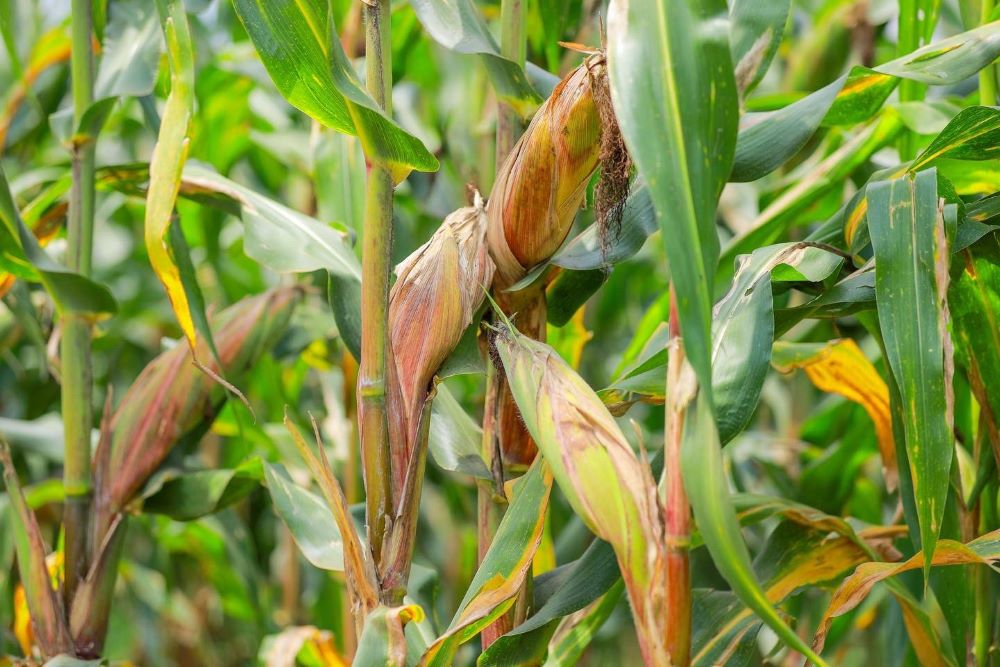 Maize also contributed to increased agricultural output in Season B.